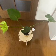 値下げしました‼️③観葉植物モンステラ🪴の画像