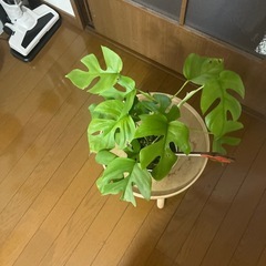 値下げしました‼️③観葉植物ミニモンステラ🪴の画像