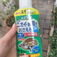 ミドリガメ、水槽等の画像