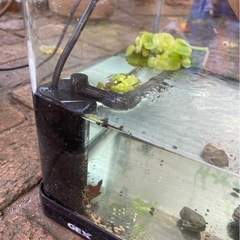 ミドリガメ、水槽等の画像