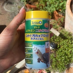 ミドリガメ、水槽等の画像
