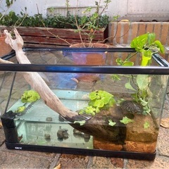 ミドリガメ、水槽等の画像