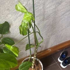 観葉植物の画像
