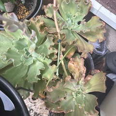 観葉植物の画像