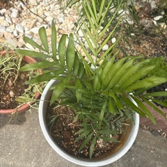 観葉植物の画像
