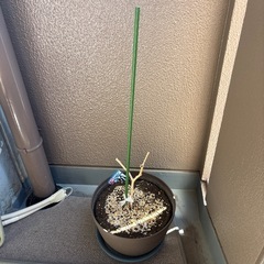 植木鉢と、土その他諸々の画像