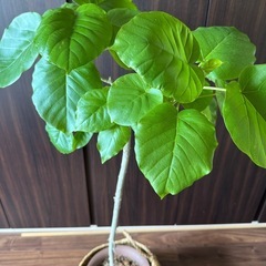観葉植物 ウンベラータ いい形です！鉢カバーなしの画像