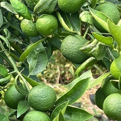 ☆すだち 兵庫県産　1キロ　500円　
無農薬②の画像