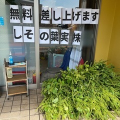 青じそ　葉　実　株ごとの画像