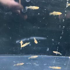竜章鳳姿10匹　メダカの画像