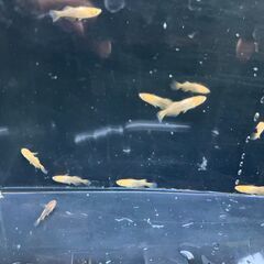 竜章鳳姿10匹　メダカの画像