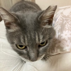癒し系グレちゃん