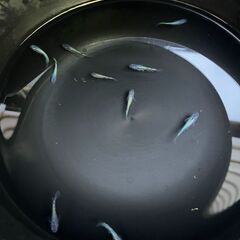 ネプチューン10匹　メダカの画像