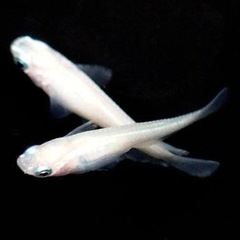 メダカ稚魚の画像
