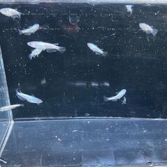 ネプチューン10匹　メダカの画像
