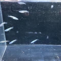 ネプチューン10匹　メダカの画像