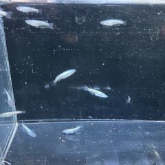 ネプチューン10匹　メダカの画像