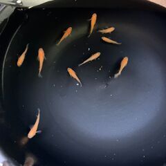紅帝10匹　メダカの画像