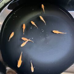 紅帝10匹　メダカの画像