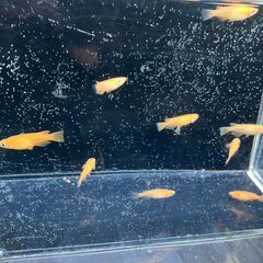 紅帝10匹　メダカの画像