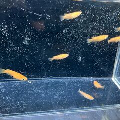 紅帝10匹　メダカの画像