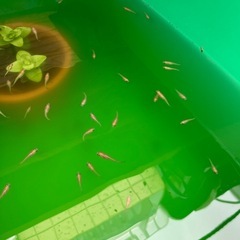 楊貴妃メダカ　1匹　100円〜の画像