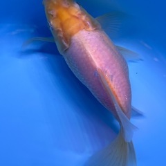 玉サバ　金魚　きんぎ　タマサバの画像