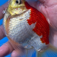 玉サバ　金魚　きんぎ　タマサバの画像