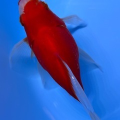 玉サバ　金魚　きんぎ　タマサバの画像