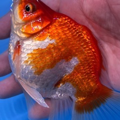 玉サバ　金魚　きんぎ　タマサバの画像