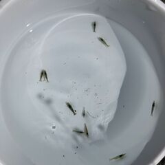ミナミヌマエビ10匹　メダカの画像