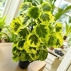 ポリシャス フリスビー 煌 観葉植物 インテリアグリーンの画像