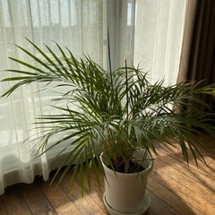 アデカヤシの画像