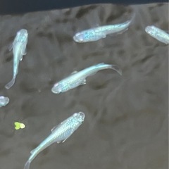 🌸ネプチューンシルバー1匹100円🌸の画像