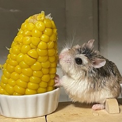 ロボロフスキーハムスター里親募集
