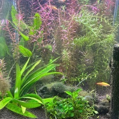 熱帯魚　水草水槽の画像
