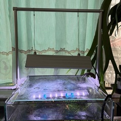 熱帯魚　水草水槽の画像