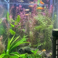 熱帯魚　水草水槽の画像