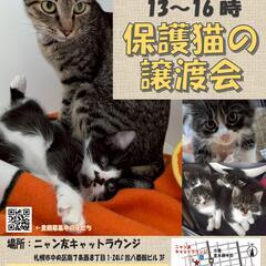 【札幌】ニャン友キャットラウンジ譲渡会〈10/4-5〉