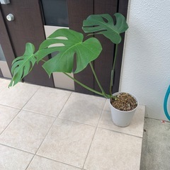 モンステラ
の画像