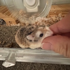 ロボロフスキーハムスター里親募集