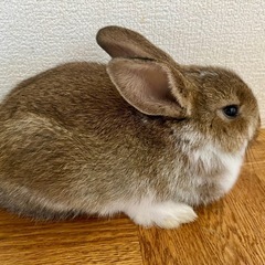 【子うさぎ2羽】