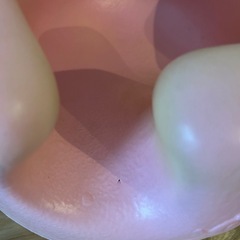 バンボの画像