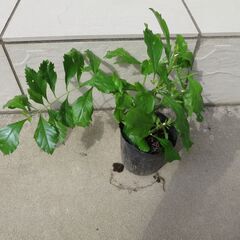 観葉植物　デュランタ宝塚　抜き苗、根付の画像