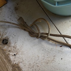 電子レンジの画像