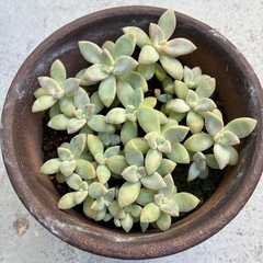 多肉植物セットの画像