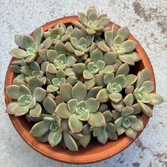 多肉植物セットの画像