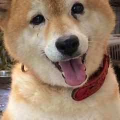 可愛いがってもらえる方探しています