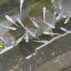メダカ　白ブチ体外光の画像