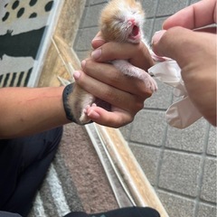 ミルク期の保護猫